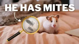 My Hamster Has MITES 😭 | signs, treatment & cleaning tips!
