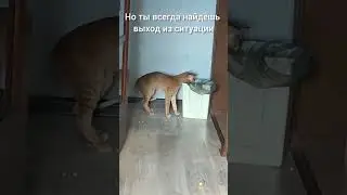 ориенталы очень умные котики 😺 