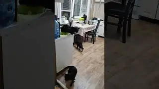 Вечерняя Тусовка моих Котиков #котики