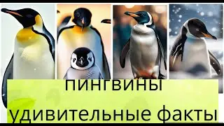 Пингвины. Удивительные факты