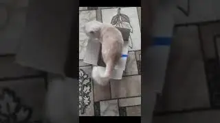 Кот Киря играет с синей ленточкой!!!