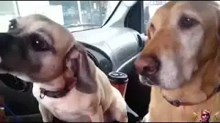 This is talent 😀 wait till the end