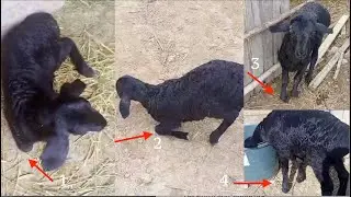 ВЫЛЕЧИЛ ЯГНЕНКА, КОТОРЫЙ НЕ МОГ ХОДИТЬ | АТАКСИЯ