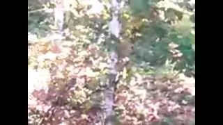 Бурундучок