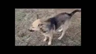 Haiti for adoption