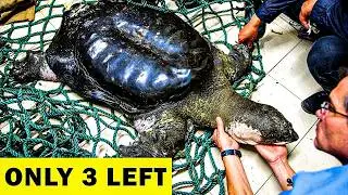 10 Species & Animals That Are Almost Extinct