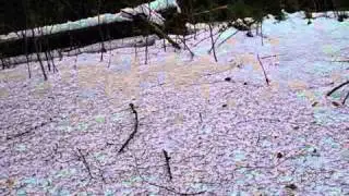 Подманивание рябчика.wmv