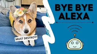 DOG TALKS TO ALEXA! 