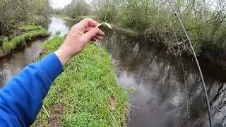 Форель пірнула підростати))