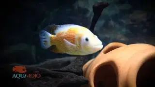 Red Morph Dovii
