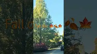 Fall day 🍁🍂🍂🍃🍁🍂