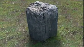 Photoscanned Tree Stump