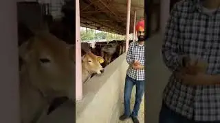 #cow #youtubeshorts #love#nature