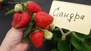 Сандра - клубника раннего срока созревания (Итальянский сорт)