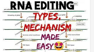 RNA Editing / RNA Modification (Types, Mechanism, Example) #molecular_biology 🤩