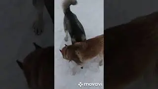 Husky Fighting Game