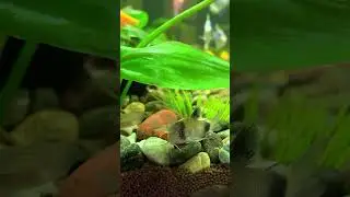 Сомик 