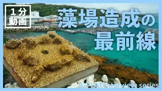 【適応策】磯焼けとは