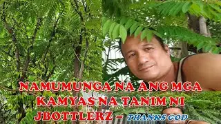 Namumunga na ang mga KAMYAS na Tanim ni JBOTTLERZ