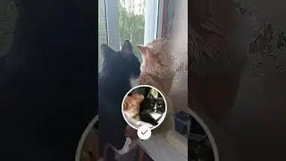 Какая максимальная скорость у котиков 🐈🤔 