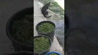 Azolla for pig feed #farmlife  #philppines