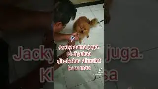 Lucunya Doggy saat diberi Nutriplus gel