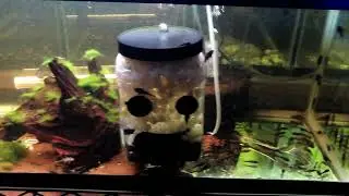Update on My L393 Ancistrus Plecos