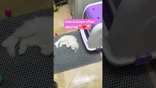 Ang aking  mga alaga