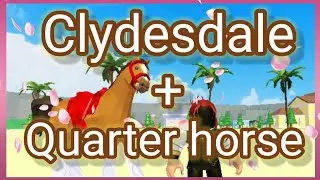 Breeding Clydesdale and Quarter horse 