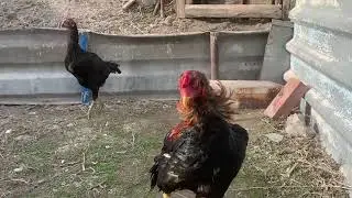 Племенные миксы(Азиль-Бразил-Китай) 02.04.2024 год. Breeding mixes (Azil-Brazil-China) 04/02/2024