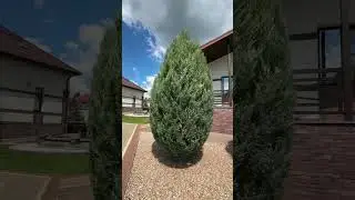 Подстригли можжевельники✂️