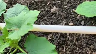 Mittleider Garden Is All Planted Out!  Finally!  Plant Chocolate - Watering System - 2024