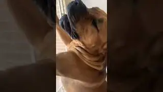 Big Boerboel Welcome #shortsvideo #viralshorts #boerboel