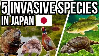 5 Problem Invasive Species In Japan
