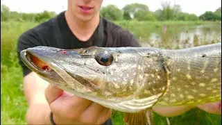 BIG Pike Attacks Hooked Perch -- Ch. 8