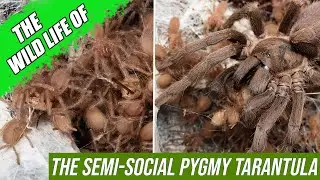 This tarantula family sticks together!  | The Semi-social Pygmy Tarantula (Coremiocnemis sp.)