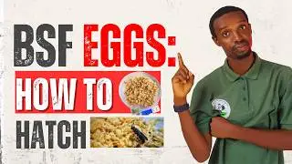 How to Hatch BSF Eggs: The Easy Method | Step-by-Step Guide