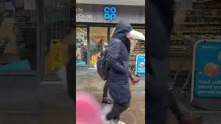 This seagull went into a store and got a sandwich and left 🥪