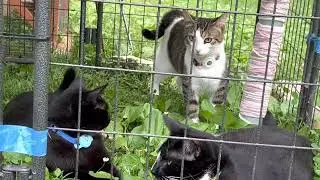 Annie calico, arrow void, cosmos Tuxie 1yr, lil feather pigtailed shorthair and eldest 3yrs kittens