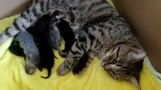 Welcome to the World, Kittens! First hours in Kittens' Life. Cuteness Overload!