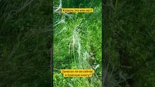 Ковыль это или не ковыль 