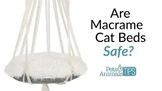 Are Macrame Cat Beds Safe? | Pets & Animals Tips