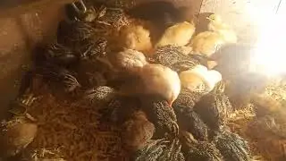 Pintinhos e codornas com 8 dias de vida na caixa com luz