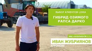 Выбор клиентов Lidea. Гибрид озимого рапса Дарко