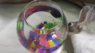 My rabbit meeting the beta fish for the first time