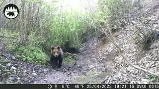 Divocina za intravilanom mesta (1)