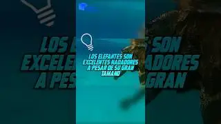 Los elefantes son unos excelentes nadadores 😲 
