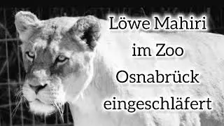 Löwe Mahiri im Zoo Osnabrück eingeschläfert #lion #lovenatur #osnabrück