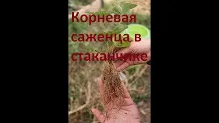Саженцы клубники (садовой земляники) в Алматы