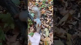 Белочка готовит запасы к зиме